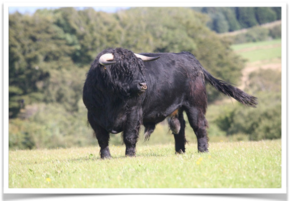 Gille Dubh 1st of Edmondsley