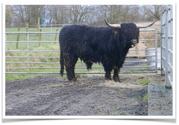 Calum Dubh 3rd of Killochries 