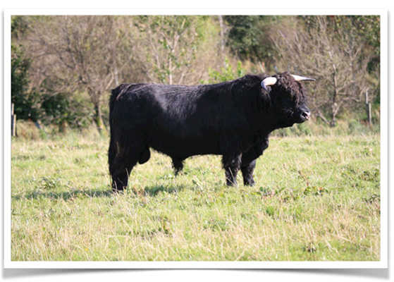 Calum Dubh of Killochries