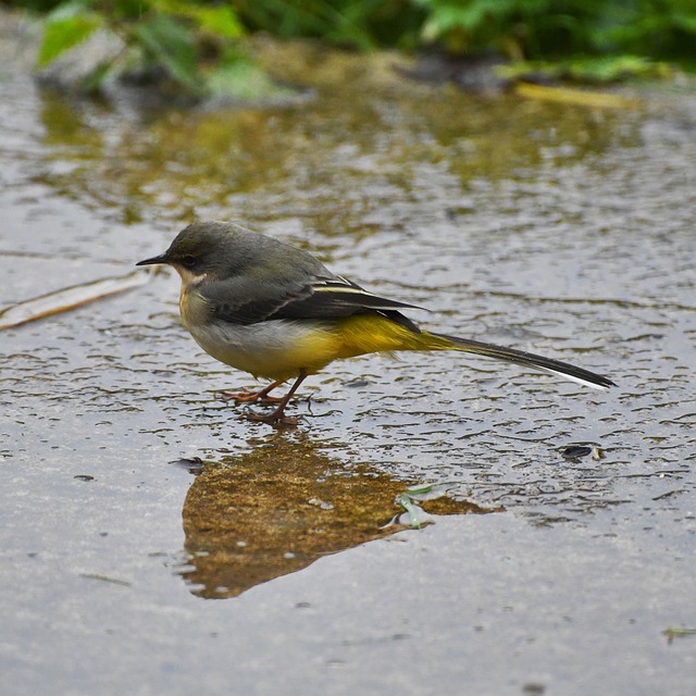 Grey Wagtail