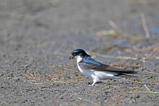 House Martin