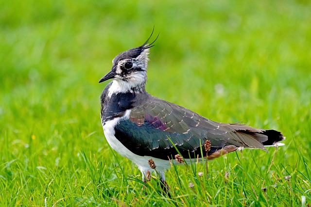 Lapwing