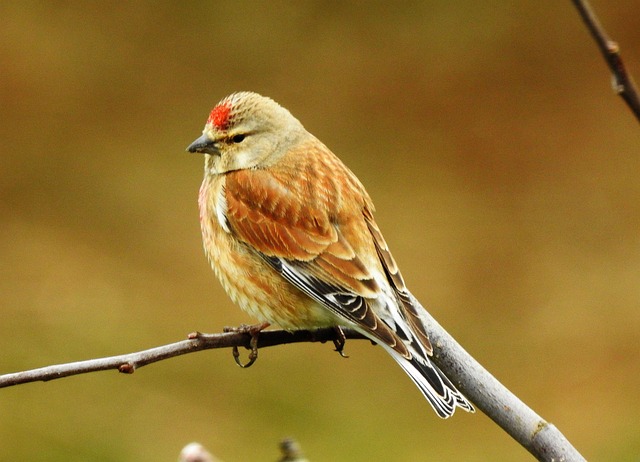 Linnet