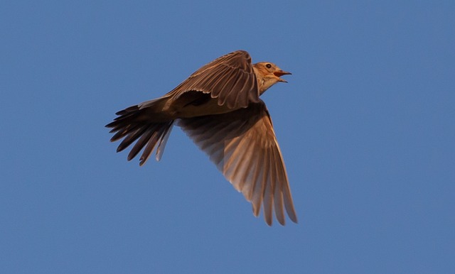 Skylark