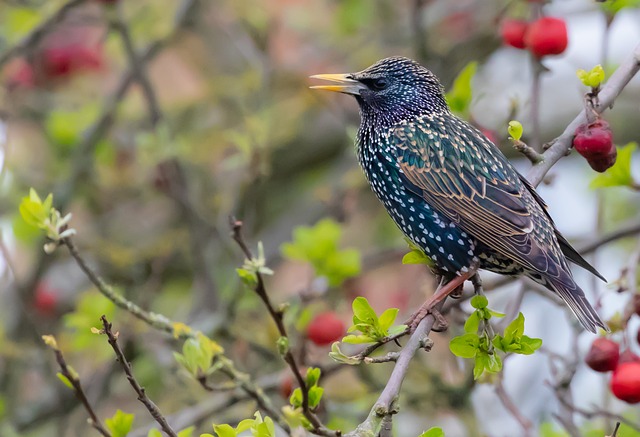 Starling