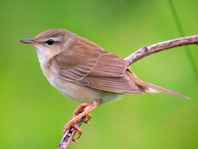 Willow Warbler