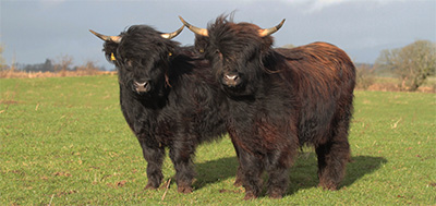 Princess and Eileen, best of friends. Ready for the Oban Show.