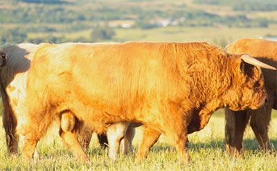 Tearlach 8th of Killochries - Class 14 males